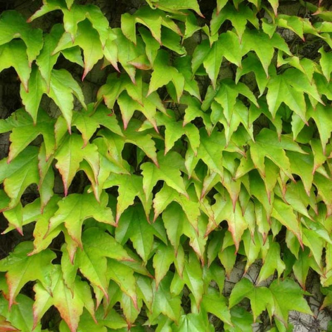 Winobluszcz trójklapowy Veitchii Parthenocissus tricuspidata