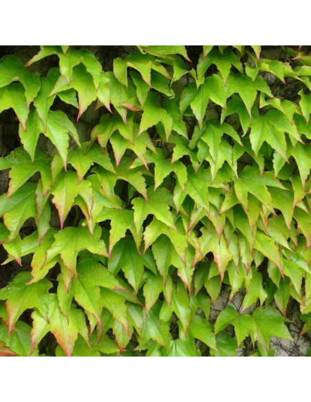 Winobluszcz trójklapowy Veitchii Parthenocissus tricuspidata