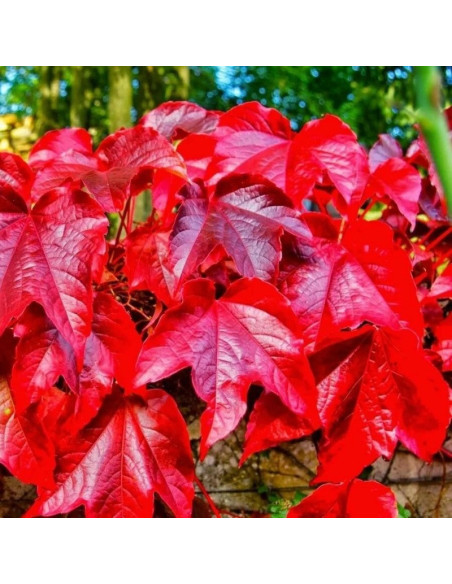 Veitchii Winobluszcz trójklapowy Parthenocissus tricuspidata