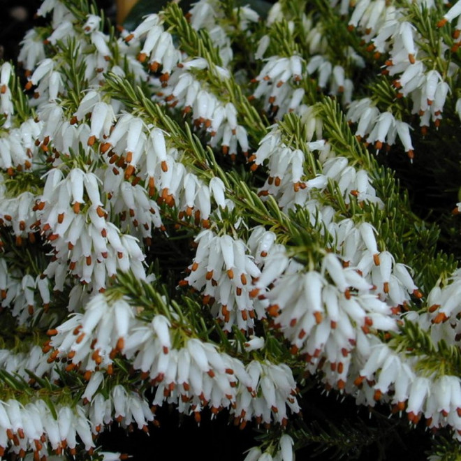 Wrzosiec krwisty Springwood White Erica carnea