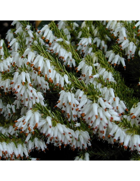 Wrzosiec krwisty Springwood White Erica carnea